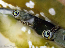 Conch eyes are watching you!....¸><((((º>....Canon G9 & I... by Brian Mayes 